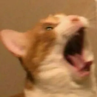 🐈 고양이, 동물, 애완 동물, 포유류, 하품, 입 벌림 telegram sticker
