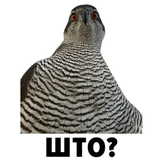 Зоодурдом telegram stickers
