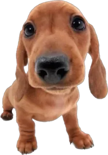 😯 cane, bassotto, cucciolo, animale, animale domestico, carino telegram sticker