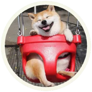 😜 perro, animal, columpio, mascota, lindo, shiba inu telegram sticker