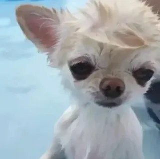 🧈 chien, chihuahua, animal, animal de compagnie, chiot telegram sticker
