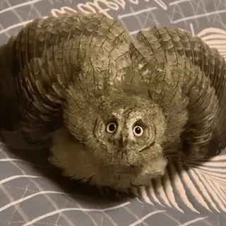 🦉 sowa, ptak, zwierzę, dzika przyroda, natura, ptasi telegram sticker