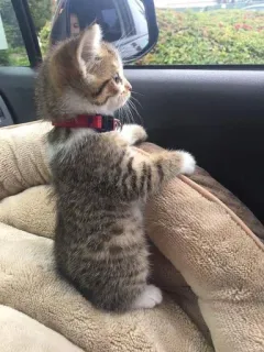 👀 Kätzchen, Katze, süß, Tier, Haustier, Katzenartig, getigert, Hauskatze whatsapp sticker