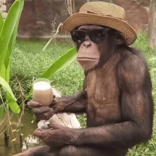 🏖 monkey, animal, hat, sunglasses, drink, relaxation, tropical telegram sticker