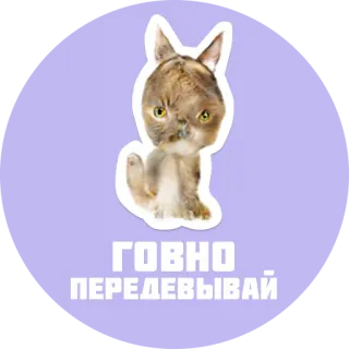 💩 ГОВНО ПЕРЕДЕВЫВАЙ animale, gatto, divertente, russo, testo, meme whatsapp sticker