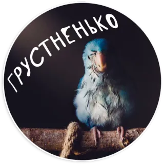 😞 ГРУСТНЕНЬКО oiseau, perroquet, triste, bleu, animal telegram sticker