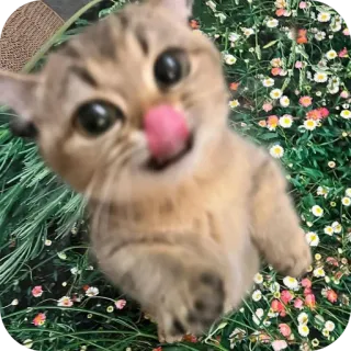 👍 gatto, gattino, fiori, carino, animale telegram sticker
