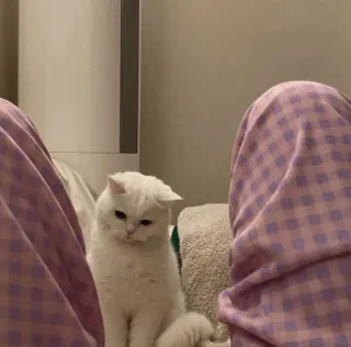 💓 кот, белый кот, домашнее животное, животное, питомец, кошачий whatsapp sticker
