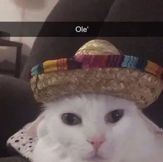 📞 Ole' cat, sombrero, pet, animal, cute, Ole telegram sticker