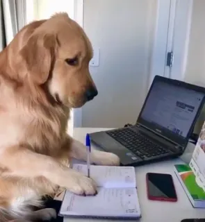 🌟 Hund, Arbeit, Computer, Büro, Stift telegram sticker