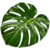 🥥