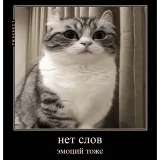🤿 НЕТ СЛОВ эмоций тоже mèo, meme, hài hước, biểu cảm, động vật telegram sticker