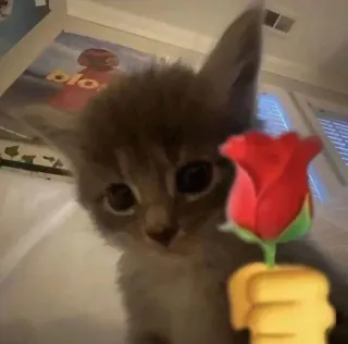 🌹 gatito, gato, rosa, flor, animal, lindo telegram sticker