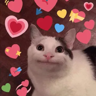 ⚡️ gato, corazón, amor, lindo, mascota, animal telegram sticker