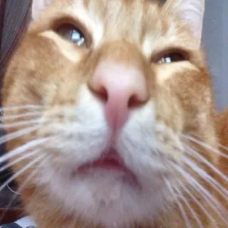 🐱 gato, gato naranja, mascota, animal, animal doméstico, primer plano telegram sticker