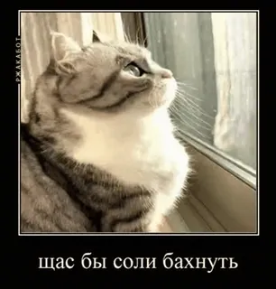 🌟 щас бы соли бахнуть mèo, meme, tiếng Nga, chữ, ma túy whatsapp sticker