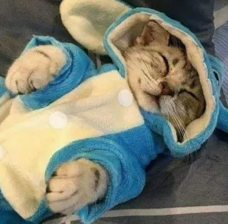 😸 kat, dier, huisdier, schattig, slapen, pyjama telegram sticker