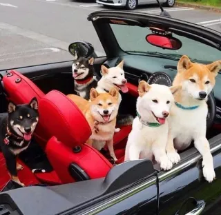 🚘 anjing, shiba inu, mobil, hewan peliharaan, binatang, convertible whatsapp sticker