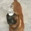 🤩