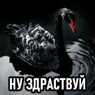 ✋ НУ ЗДРАВСТВУЙ cisne, negro, pájaro, agua whatsapp sticker