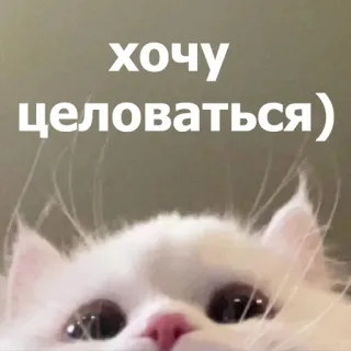 😚 хочу целоваться) แมว, จูบ, อยากจูบ, น่ารัก, แมวขาว telegram sticker