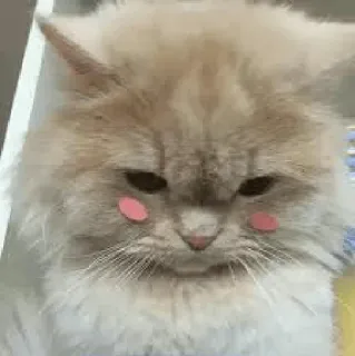 😞 แมว, น่ารัก, ลูกแมว, สัตว์เลี้ยง, สัตว์, ปุย, แก้มชมพู telegram sticker