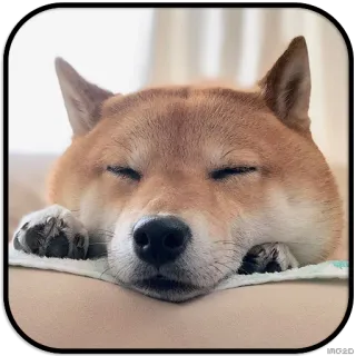 😴 dog, shiba inu, sleep, cute, animal telegram sticker