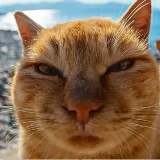 😠 gatto, gatto rosso, animale, animale domestico, gatto domestico, primo piano, ritratto telegram sticker