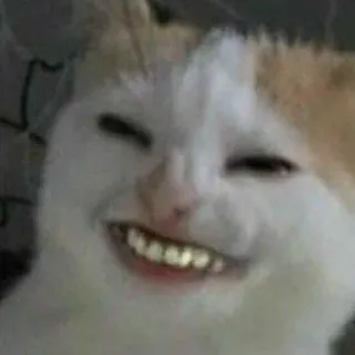 ✨ gato, sorriso, engraçado, animal, meme, animal de estimação telegram sticker