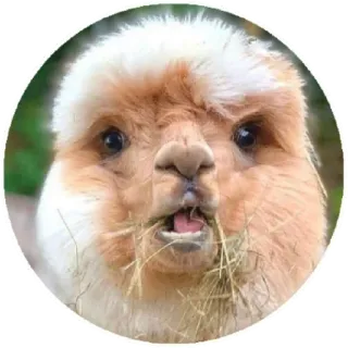 😲 alpaca, llama, animal, cute, funny, fluffy whatsapp sticker