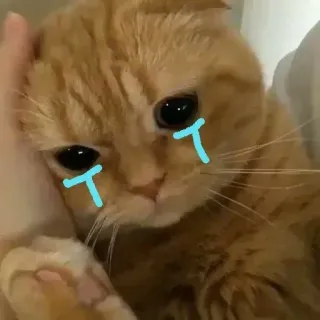 🥲 고양이, 슬픈, 울음, 새끼 고양이, 귀여운, 눈물, 주황색 고양이 telegram sticker