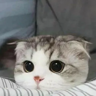 🙁 kot, kociak, słodki, zwierzę domowe, zwierzę, Scottish Fold telegram sticker
