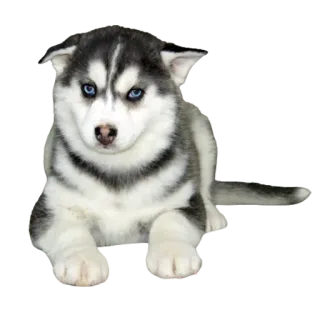 Щенки хаски Крылатки telegram stickers