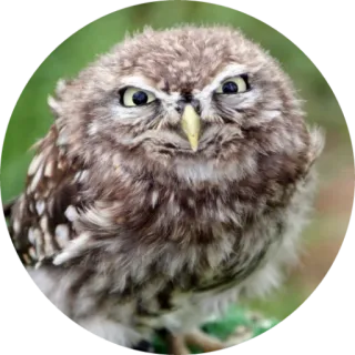 🦉 coruja, pássaro, animal, vida selvagem, fofo, natureza telegram sticker