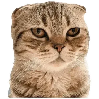 😸 cat, kitten, pet, animal, cute, domestic telegram sticker