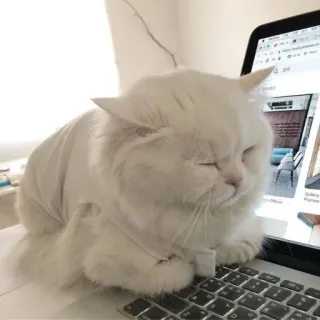 😑 cat, animal, pet, white cat, laptop, keyboard, sleeping, cute telegram sticker