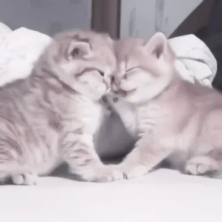 💗 котенок, кошка, милый, очаровательный, животные, питомцы, кошачьи telegram sticker