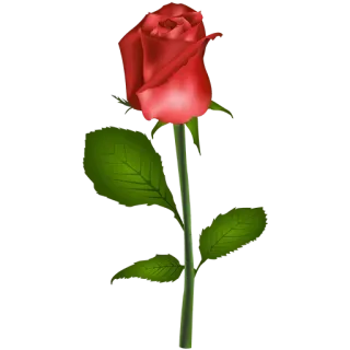💙 rose, flower, red, plant, floral, nature, romance telegram sticker