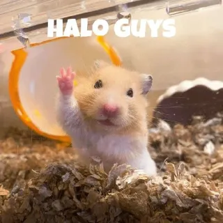 ❤️ HALO GUYS hamster, dier, huisdier, knaagdier, schattig whatsapp sticker