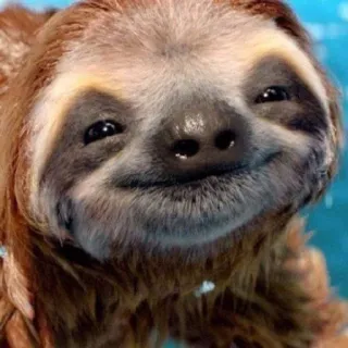 🙂 bradipo, animale, carino, nuoto, felice, fauna selvatica, lento telegram sticker