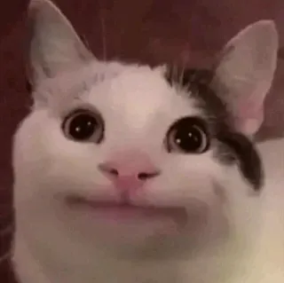 😐 kot, zwierzę, słodki, kot beluga telegram sticker