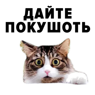 😢 Katze, Haustier, Tier, süß, Kätzchen, Hauskatze telegram sticker