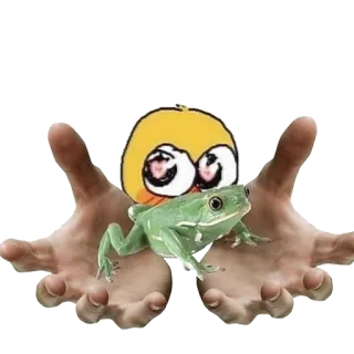 🐸 frog, hands, cute, funny, animal, meme, cartoon telegram sticker