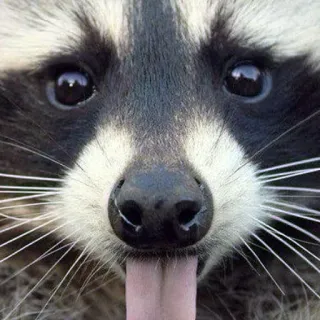 😛 mapache, animal, mamífero, lindo, fauna telegram sticker