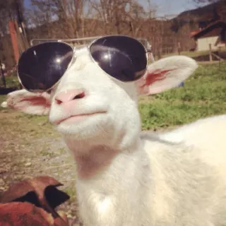 😎 chèvre, animal, lunettes de soleil, cool, animal de ferme, mouton, extérieur telegram sticker