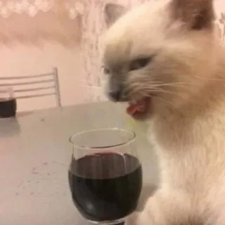 🍷 gatto, vino, bere, animale, gatto siamese, animale domestico telegram sticker