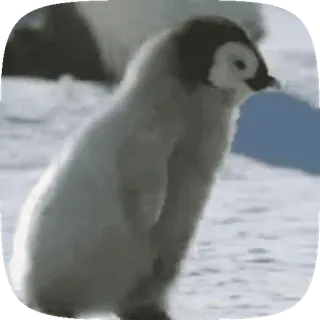 😍 пингвин, животное, антарктида, птица, дикая природа, малыш telegram sticker