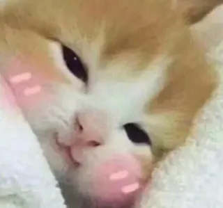 ☺️ cat, cute, animal, pet, kawaii, blush telegram sticker