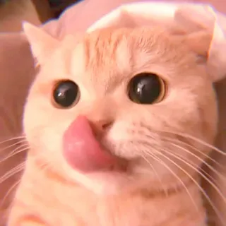 🥓 кошка, животное, милый, лизать, питомец, домашняя кошка telegram sticker