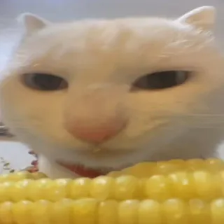 😐 Korn Cat whatsapp sticker